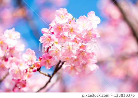 [Kawazu Sakura] Early-blooming cherry blossoms at the old Nakagawa River 123830376