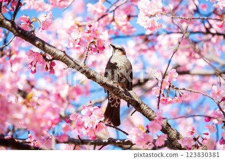 [Kawazu Cherry Blossoms] A brown-eared bulbul rests on the early-blooming cherry blossoms along the Kyu-Nakagawa River 123830381