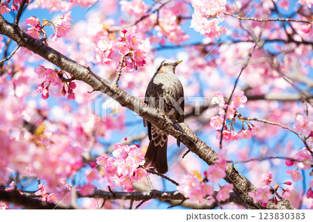 [Kawazu Cherry Blossoms] A brown-eared bulbul rests on the early-blooming cherry blossoms along the Kyu-Nakagawa River 123830383