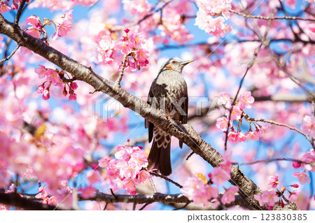 [Kawazu Cherry Blossoms] A brown-eared bulbul rests on the early-blooming cherry blossoms along the Kyu-Nakagawa River 123830385
