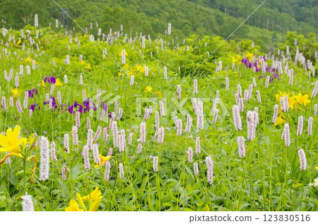 Flower field on the shore of Lake Nozori 123830516
