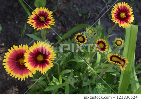 Blanket Flowers' Radiant Display Blanket Flowers' Radiant Display 123830524