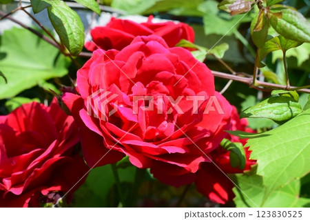Vibrant red roses surrounded by lush green leaves, suggesting a healthy garden or natural setting. Rich Red Roses in Lush Greenery 123830525