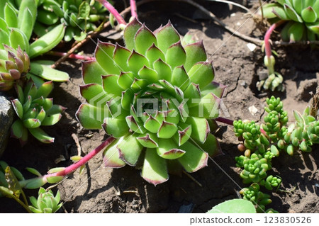 A close-up of a succulent plant with rosette-shaped leaves, displaying shades of green with red tips. Sempervivum tectorum A close-up of a succulent plant with rosette-shaped leaves, displaying shades of green with red tips. Sempervivum tectorum 123830526
