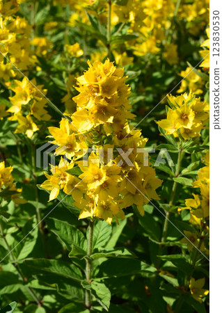Yellow Loosestrife (Lysimachia Punctata), the Dotted Loosestrife 123830530