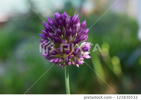 A close-up view of a purple allium flower bud. The flower is composed of many small, pointed petals with a bright, vivid color. 123830532