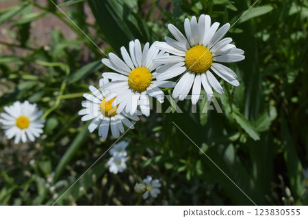 White Daisies in Green Meadow White Daisies in Green Meadow 123830555