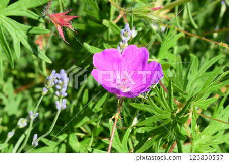 The image shows a vibrant purple flower surrounded by green vegetation. Geranium sanquineum. 123830557