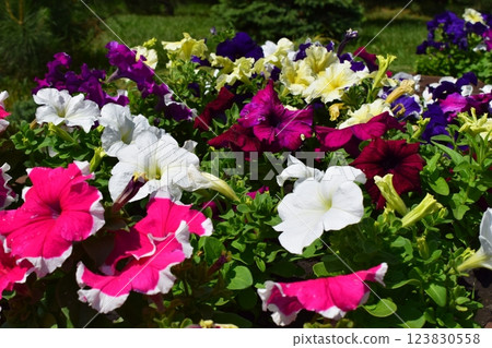 Vibrant Petunia Flower Bed in Full Bloom 123830558