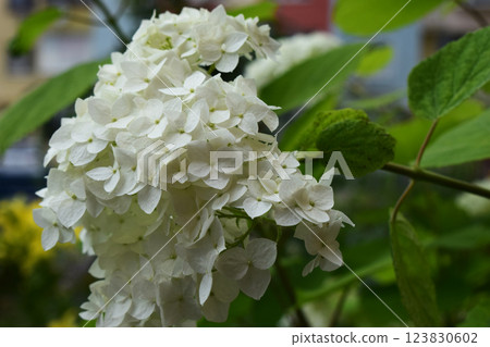 A bouquet of hydrangea flowers, white in color, mostly intact, with some having slightly brown edges. A bouquet of hydrangea flowers, white in color, mostly intact, with some having slightly brown edges. 123830602