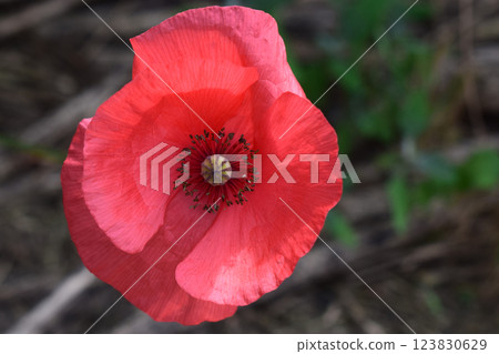 A bright red poppy in the foreground, with large, delicate petals. A bright red poppy in the foreground, with large, delicate petals. 123830629