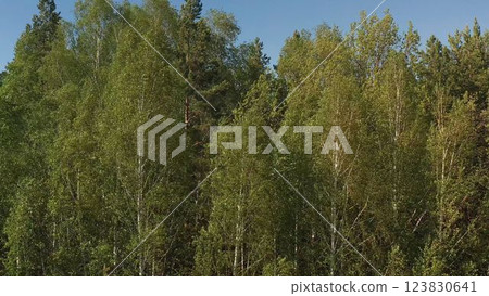 Aerial view of spring green forest early in the morning. Flying over green trees forest at sunrise. Morning sun and fog. Summer forest of mixed trees. 123830641