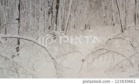 Winter mixed forest with snow on the trees. Winter mixed forest outside the town in snow Winter mixed forest with snow on the trees. Winter mixed forest outside the town in snow 123830661