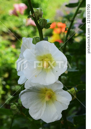 White mallow. A white flower with a yellow center, growing in a natural environment. White Bloom Among Colors 123830700