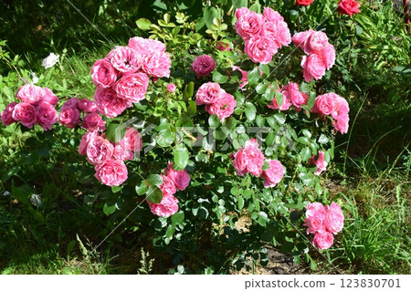 A cluster of vibrant pink roses with lush green leaves, likely in a garden setting. Vibrant Pink Rose Cluster 123830701