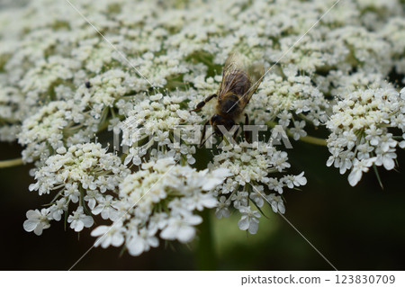 A cluster of small, white flowers of sambucus nigra with five petals. Elderflower Blossoms in Green A cluster of small, white flowers of sambucus nigra with five petals. Elderflower Blossoms in Green 123830709