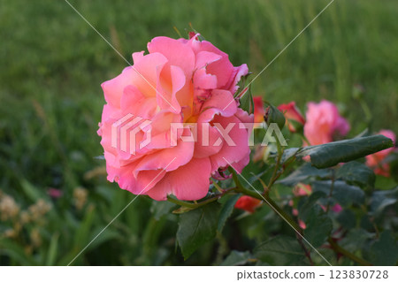 A pink rose with orange and yellow hues. Multicolored Rose in Nature A pink rose with orange and yellow hues. Multicolored Rose in Nature 123830728