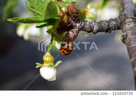 A ladybug on a budding branch. The branch has budding leaves and a small white flower. Ladybug on Budding Branch A ladybug on a budding branch. The branch has budding leaves and a small white flower. Ladybug on Budding Branch 123830730