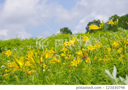 Flower field of Nozori Kisuge Flower field of Nozori Kisuge 123830746