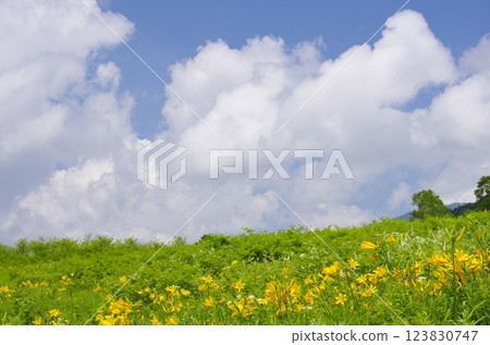 Flower field of Nozori Kisuge Flower field of Nozori Kisuge 123830747