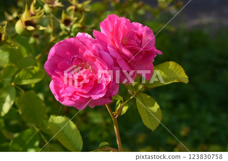 Two vibrant pink roses in full bloom, set against a backdrop of green leaves. Delicate Petals Under Sunlight 123830758
