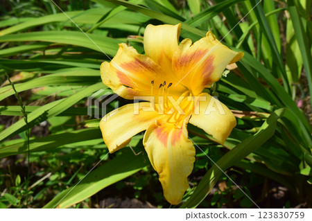 Close-Up of Yellow Flower with Orange Accents 123830759