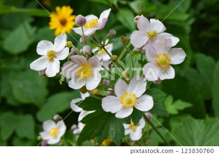A cluster of white flowers with yellow centers, surrounded by green foliage. 123830760