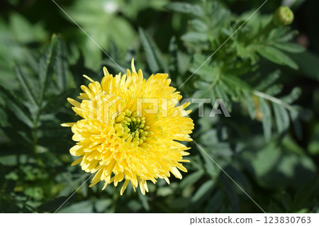 A vibrant yellow chrysanthemum flower is in full bloom, surrounded by green foliage. A vibrant yellow chrysanthemum flower is in full bloom, surrounded by green foliage. 123830763