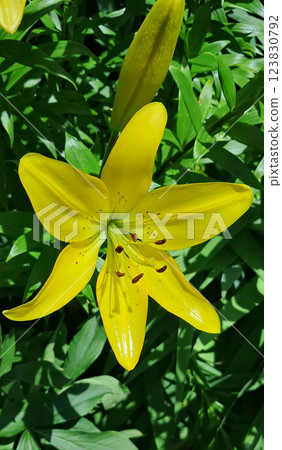 Vibrant Yellow Lilies Vibrant Yellow Lilies 123830792