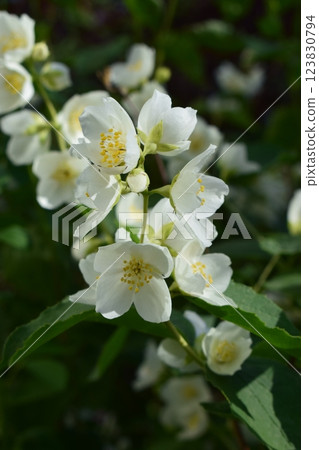 Close-Up of Blooming Jasmine with Yellow Centers 123830794