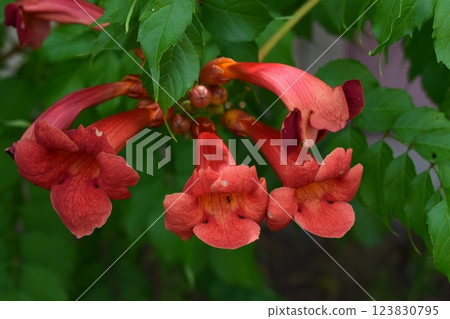 Close-Up of Vibrant Orange Campsis Flowers 123830795
