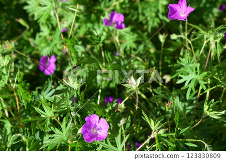 A cluster of purple flowers surrounded by green foliage. Whispers of Springtime 123830809