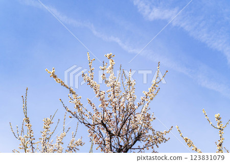 Blue sky and white plum Blue sky and white plum 123831079