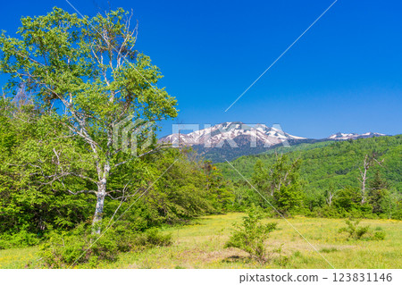[Nagano Prefecture] Norikura Highlands, Ichinose Park: A walking trail with fresh greenery 123831146