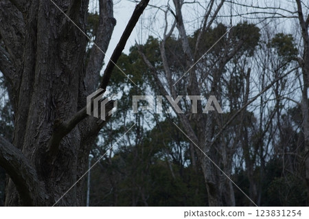 Bleak bare trees at sunset on a pale, cloudy winter day Bleak bare trees at sunset on a pale, cloudy winter day 123831254