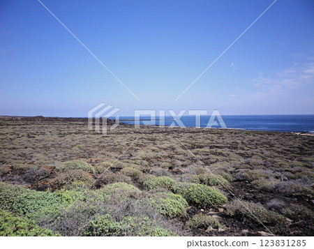 Low-growing plants growing on black lava rocks. Lanzarote coast. Low-growing plants growing on black lava rocks. Lanzarote coast. 123831285