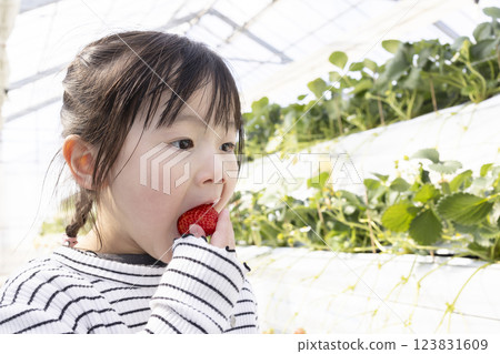 Girl enjoying strawberry hunting 123831609