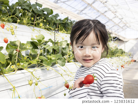 Girl enjoying strawberry hunting Girl enjoying strawberry hunting 123831612