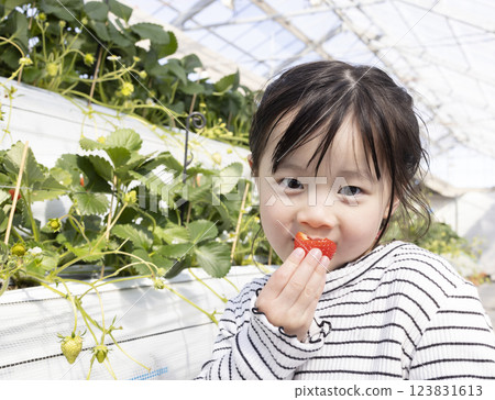 Girl enjoying strawberry hunting 123831613