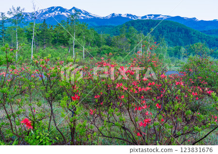 [Nagano Prefecture] Norikura Highlands, Ichinose Park: A walking trail lined with blooming azaleas 123831676