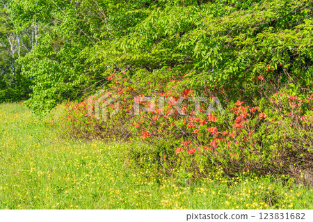 [Nagano Prefecture] Norikura Highlands, Ichinose Park: A walking trail lined with blooming azaleas 123831682