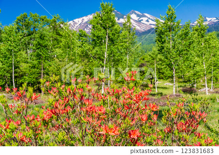 [長野縣]乘鞍高原一之瀨公園：杜鵑花盛開的散步道 123831683