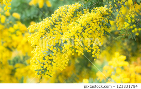 Colorful yellow mimosa flowers 123831784