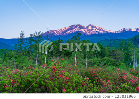 (Nagano Prefecture) Norikura Highlands, Renge Azalea Blooming at Ichinose Garden at Dawn (Nagano Prefecture) Norikura Highlands, Renge Azalea Blooming at Ichinose Garden at Dawn 123831966