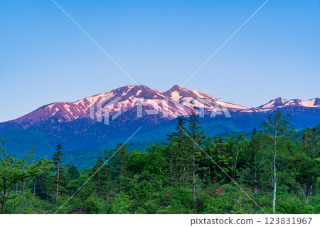 (Nagano Prefecture) Norikura Highlands, Renge Azalea Blooming at Ichinose Garden at Dawn 123831967