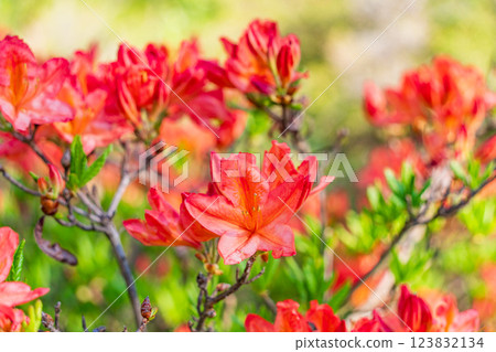Ranged azalea at Norikura Kogen Ranged azalea at Norikura Kogen 123832134
