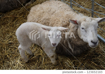 Parent and child sheep Parent and child sheep 123832183