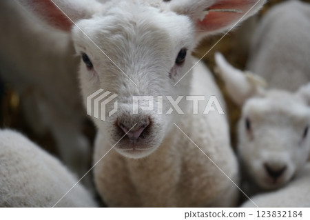Sheep's baby Sheep's baby 123832184