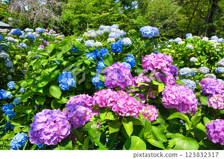 Beautiful hydrangeas at Hondo-ji Temple (Matsudo City, Chiba Prefecture) 123832317