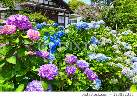 Beautiful hydrangeas at Hondo-ji Temple (Matsudo City, Chiba Prefecture) 123832335